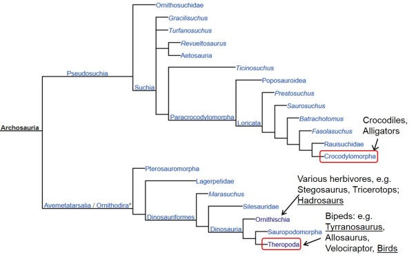 Cladogram of Archosaurs, a branch of reptiles. Source: Wikipedia article “Archosaur”, with notes added.