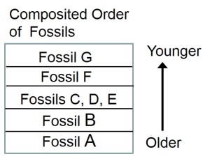 Fossil order in rocks