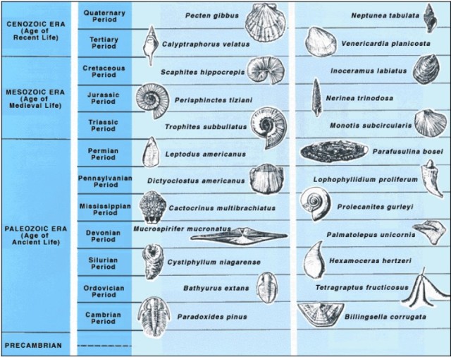 Examples of index fossils.    http://pubs.usgs.gov/gip/geotime/fossils.html