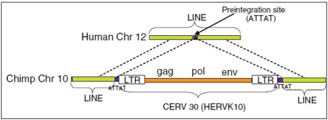 Insertion of a member of the CERV 30 (HERVK10) family in chimps. The insertion occurred in the LINE element present in chromosome 10 of the chimpanzee genome. The orthologous LINE element is present in chromosome 12 in humans. In chimpanzees target site duplications (ATTAT) are identified. A single copy of TSD (ATTAT, the pre-integration site) is found inside the LINE element in humans. The LTRs of the element are 99.4% identical. Source: Nalini Polavarapu, Nathan J Bowen, and John F McDonald, Identification, characterization and comparative genomics of chimpanzee endogenous retroviruses, Genome Biol. 2006; 7(6): R51 http://www.ncbi.nlm.nih.gov/pmc/articles/PMC1779541/ 