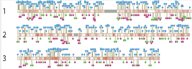 Relationship between Integration Sites and Transcriptional Intensity in the Human Genome For Three Retroviruses on Three chromosomes. The three human chromosomes are shown numbered 1, 2, and 3. HIV integration sites from all datasets in Table 1 are shown as blue “lollipops”; MLV integration sites are shown in lavender; and ASLV integration sites are shown in green. Transcriptional activity is shown by the red shading on each of the chromosomes ...Centromeres, which are mostly unsequenced, are shown as grey rectangles. Source: Adapted from Mitchell RS, Beitzel BF, Schroder ARW, Shinn P, Chen H, Berry CC, et al. (2004) Retroviral DNA Integration: ASLV, HIV, and MLV Show Distinct Target Site Preferences. PLoS Biol 2(8): e234. http://journals.plos.org/plosbiology/article?id=10.1371/journal.pbio.0020234 